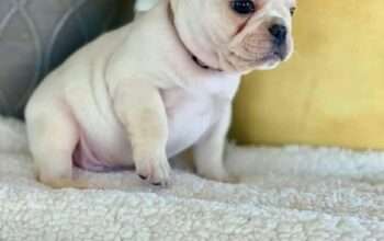 Frenchies For Adoption