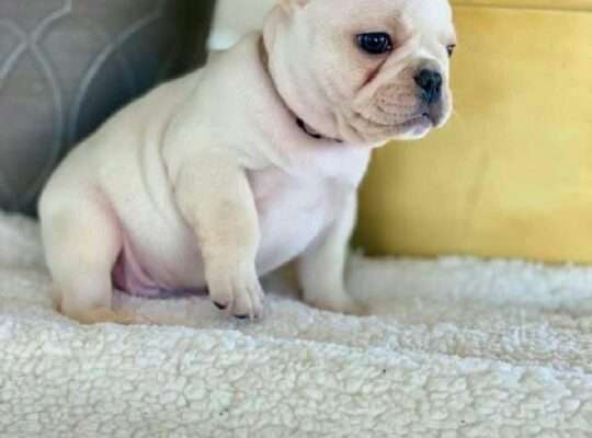 Frenchies For Adoption