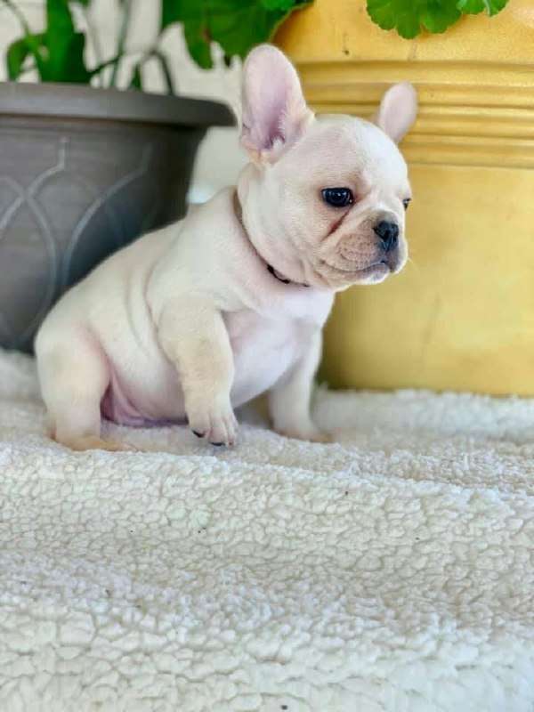 Frenchies For Adoption
